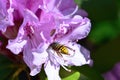 SunbathinWasp on a pink azalea Royalty Free Stock Photo