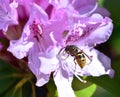 SunbathinWasp on a pink azalea Royalty Free Stock Photo