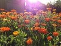 Sunbeam above the bed of marigolds in the garden