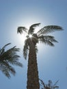 Sunbeam coming through palm tree leaves Royalty Free Stock Photo