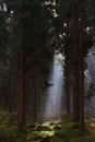 Sunbeam in dark pine forest lightens up moss on soil Royalty Free Stock Photo