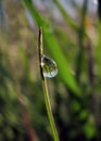 A drop of morning dew on a lone stalk of grass Royalty Free Stock Photo