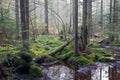 Sunbeam entering rich coniferous forest Royalty Free Stock Photo