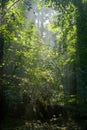 Sunbeam entering rich deciduous forest