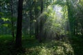 Sunbeam entering rich deciduous forest