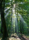 Sunbeam entering rich deciduous forest