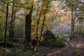 Sunbeam entering rich deciduous forest Royalty Free Stock Photo