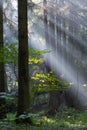 Sunbeam entering rich deciduous forest