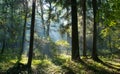 Sunbeam entering rich deciduous forest