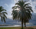 Sunbeam falling through palm branches in the beach