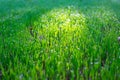 The sunbeam falls on bright green young grass with dew drops. Beautiful natural summer background Royalty Free Stock Photo