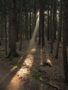 Sunbeam into dark fir tree forest Royalty Free Stock Photo