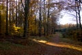 Sunbeam in the forest lights over a path