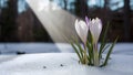 Sunbeam illuminates crocus flower emerging through springtime snow backdrop Royalty Free Stock Photo