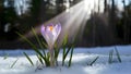 Sunbeam illuminates crocus flower emerging through springtime snow backdrop Royalty Free Stock Photo