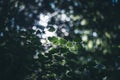 Light breaking through the leaves