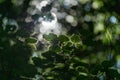 Light breaking through the leaves