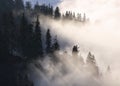 Sunbeam over pine trees - abstract landscape with rays