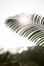 Sunbeam passing through the leaves of a palm tree. You can feel the nature and the summer vibes Royalty Free Stock Photo