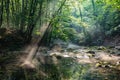 Sunbeam in the picturesque forest shines on the water surface