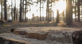 Sunbeam shining through pine wood Royalty Free Stock Photo