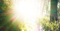 Sunbeam shining through tree sunny ray lens flare beautiful sunlight amazing landscape beauty in nature morning tranquility. Illu