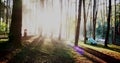 Sunbeam shining through tree sunny ray lens flare beautiful sunlight amazing landscape beauty in nature morning tranquility. Illu