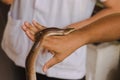 Sunbeam snake on the hands of men. Royalty Free Stock Photo