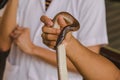 Sunbeam snake on the hands of men. Royalty Free Stock Photo