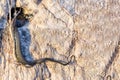 Sunbeam snake hide it\'s self in the hole . Space for text