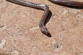 Sunbeam snake Xenopeltis unicolor non-venomous has a distinctive feature is body scales smooth