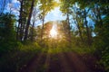 Sunbeam in the spring forest Royalty Free Stock Photo