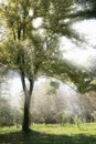 Sunbeam through a Tree Royalty Free Stock Photo