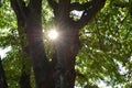 SUNBEAM TREE Royalty Free Stock Photo