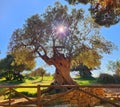 Sunbeams through an ancient olive tree in Agrigento Royalty Free Stock Photo