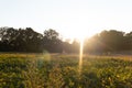 Sunbeams being sent across the field as the sun says its final farewell Royalty Free Stock Photo