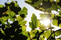 Sunbeams through big leaves, blurred borders