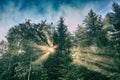 Sunbeams Breaking Through Trees. Morning sun beams in the summer forest Royalty Free Stock Photo