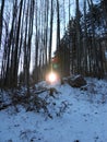 Sunbeams causing lens flares, shining through close standing, thin, tall trees in the mountains. Untersberg, Alps, Bavaria