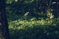 Sunbeams through the dark forest scene. Golden hour nature background. Beautiful sunlit park clearing landscape. Picturesque view Royalty Free Stock Photo