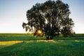 Sunbeams at dawn behind a lone tree on a green lawn