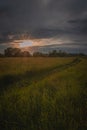 Sunbeams in Endless Green Field on a Background Sunset Royalty Free Stock Photo