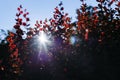 Sunbeams everywhere Barberry Thunberg. The leaves of the barberry bush on the background of the sky Royalty Free Stock Photo