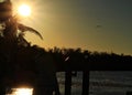 Sunbeams extend over treelined background while bird flies overhead in Marathon Key bay