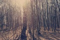 Sunbeams falling on the path in autumn forest