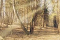 Sunbeams falling on the path in autumn forest