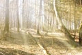 Sunbeams falling on the path in autumn forest Royalty Free Stock Photo