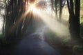 Sunbeams falling on the path in summer forest on a morning