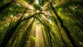 Sunbeams filter through dense forest canopy Royalty Free Stock Photo