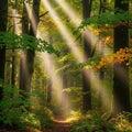 Sunbeams filter through a dense forest creating a serene atmosphere Royalty Free Stock Photo
